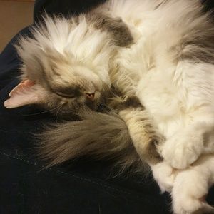 Meet your Posher, Cassidy